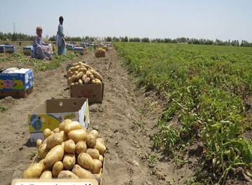خرید سیب زمینی مارفونا همدان
